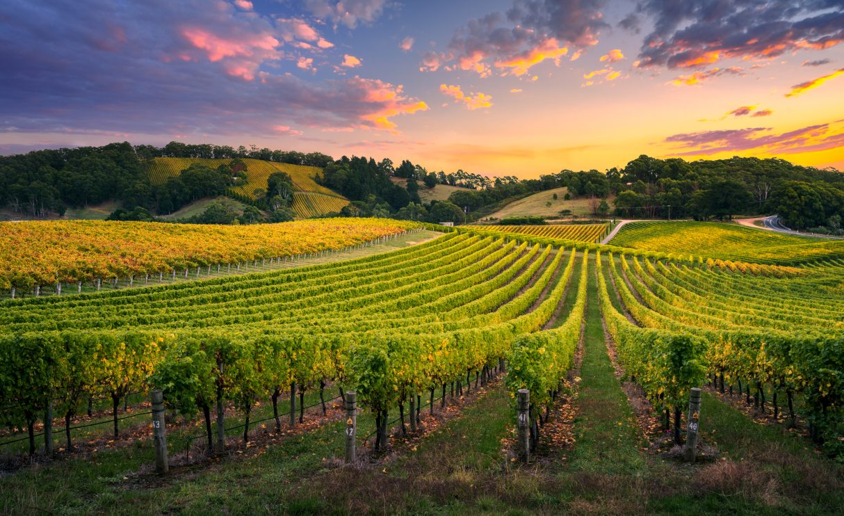 vineyard-sunset