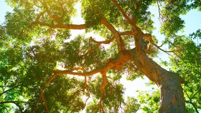 beautiful-leafy-tree-canopy-on-a-sunny-summers-day