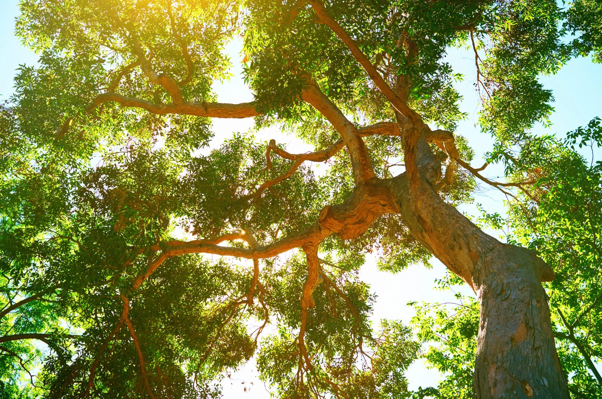 Sunlight through trees