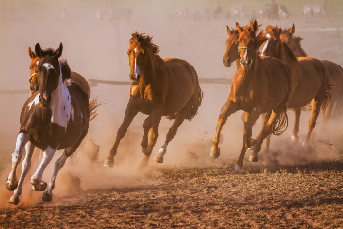 horses-running-in-field