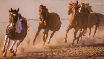 horses-running-in-field