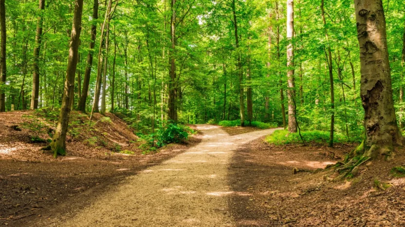 two paths in woods