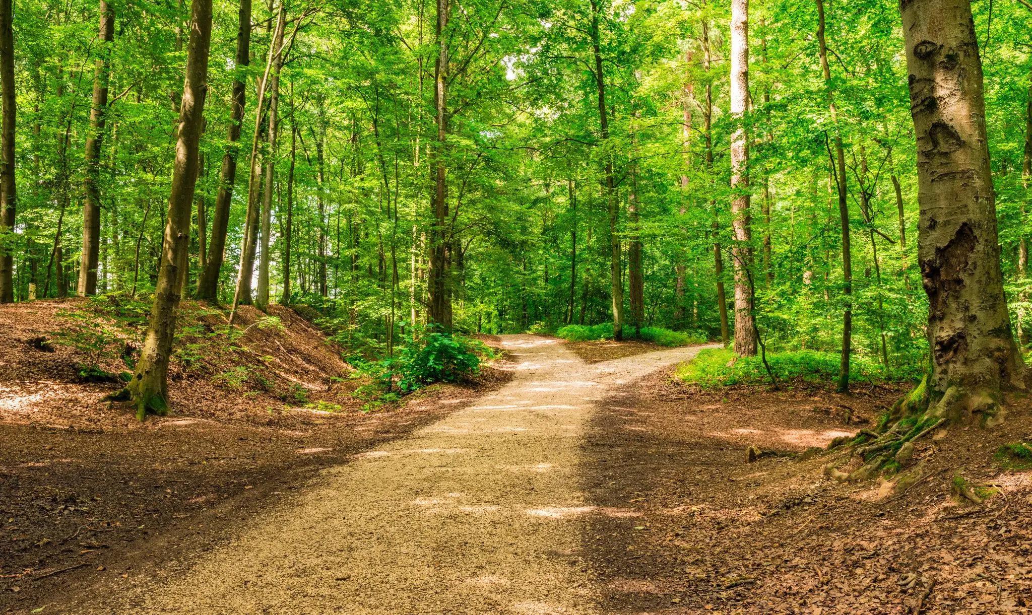 two paths in woods